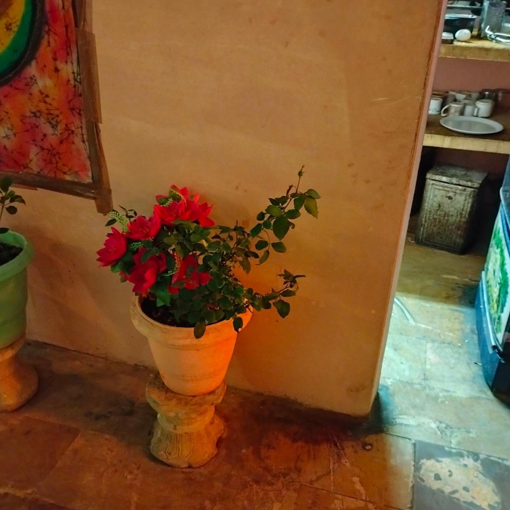 Hostel Desert Home Stay Jaisalmer Exterior photo